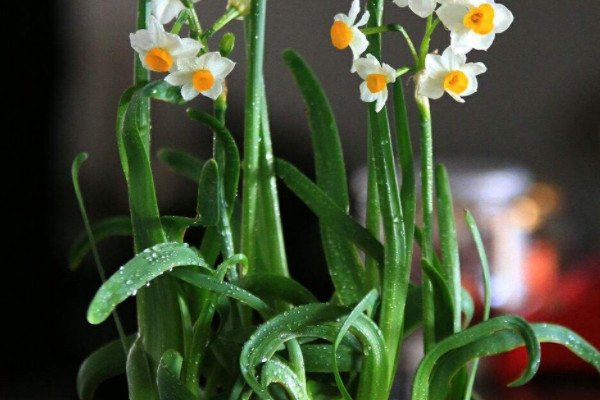 水仙花為什麼隻長葉子不開花