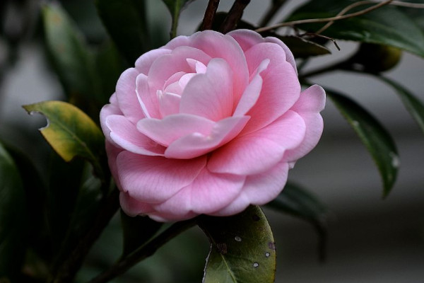 茶花有花苞不開花怎麼回事