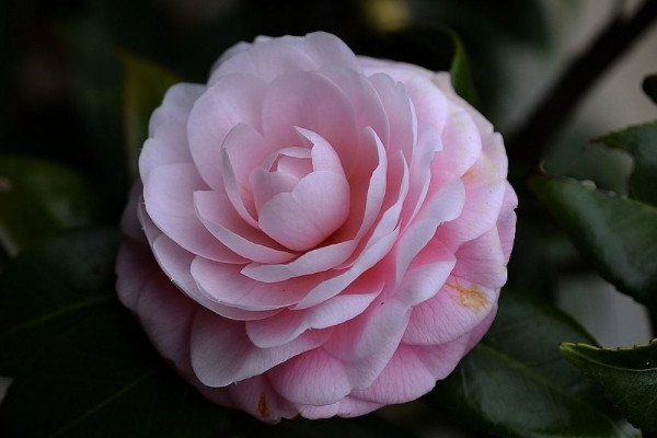 茶花有花苞不開花怎麼回事