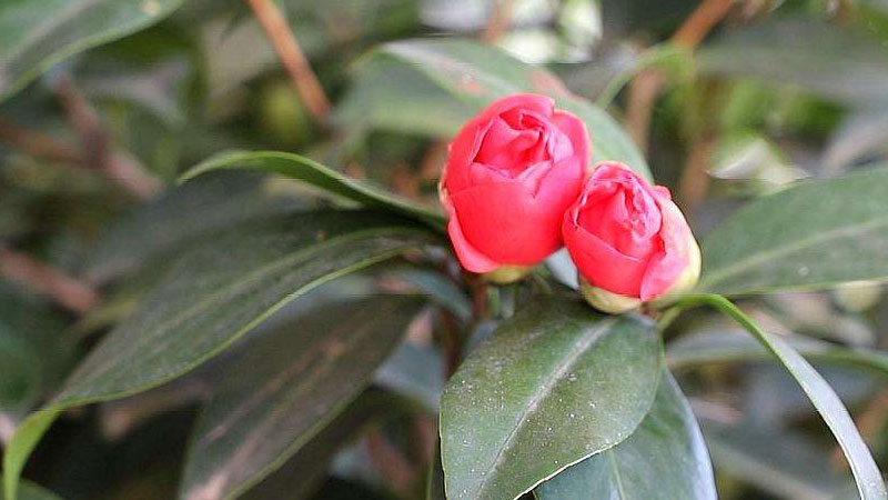 茶花有花苞不開花怎麼回事
