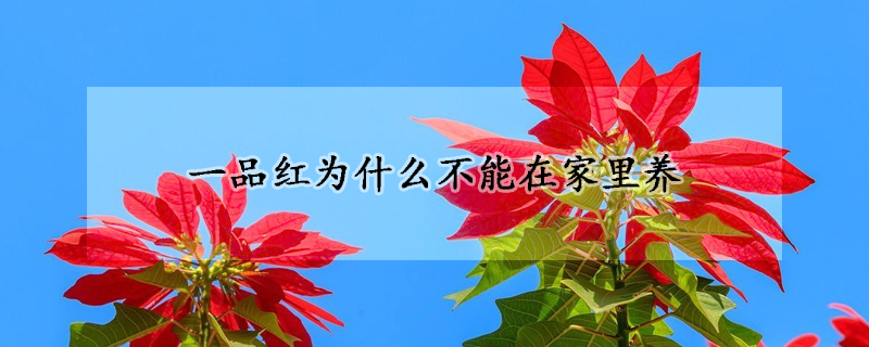 一品紅為什麼不能在家裏養