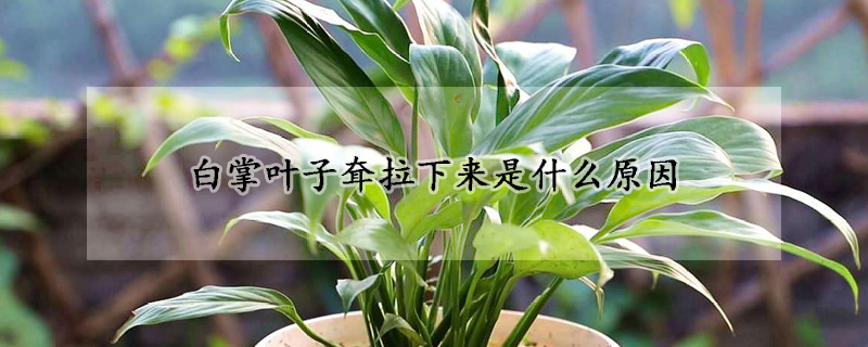 白掌葉子耷拉下來是什麼原因