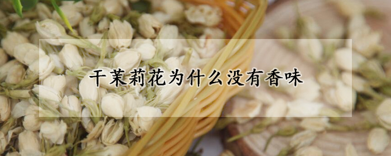 幹茉莉花為什麼沒有香味