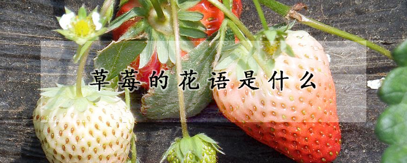草莓的花語是什麼