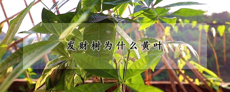 發財樹為什麼黃葉