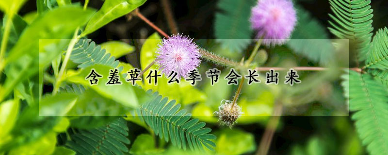 含羞草什麼季節會長出來
