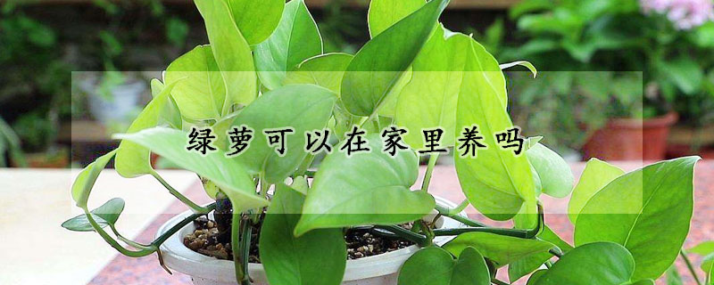綠蘿可以在家裏養嗎
