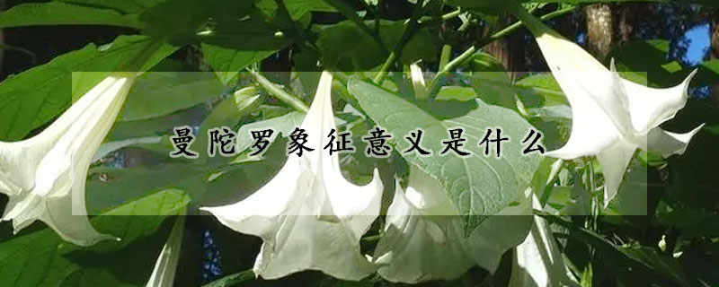 曼陀羅象征意義是什麼