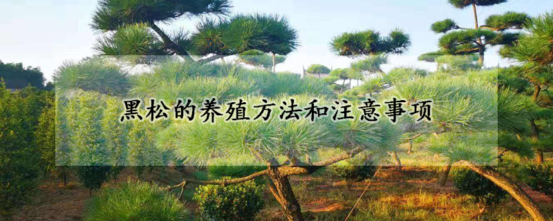 黑鬆的養殖方法和注意事項