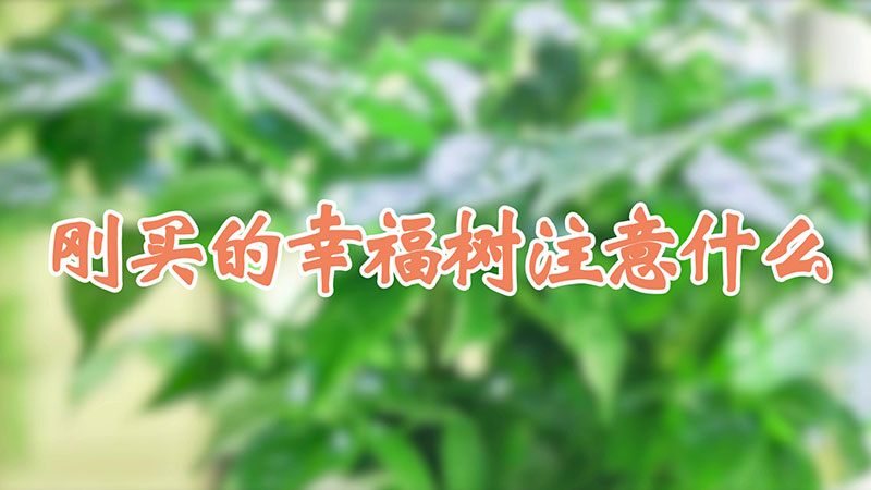 剛買的幸福樹注意什麼