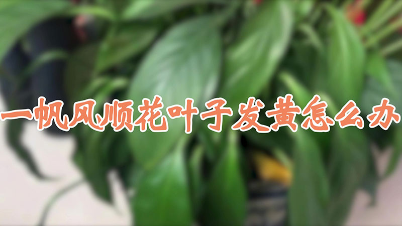 一帆風順花葉子發黃怎麼辦