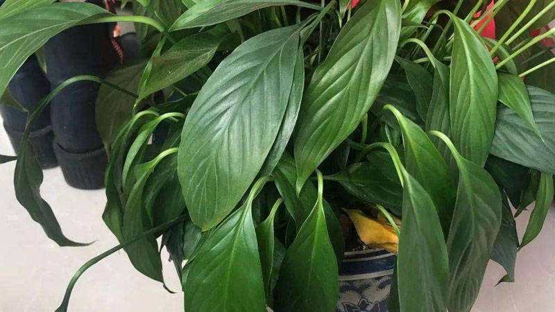 一帆風順花葉子發黃怎麼辦