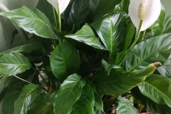 一帆風順花葉子發黃怎麼辦