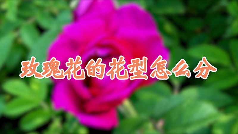 玫瑰花的花型怎麼分