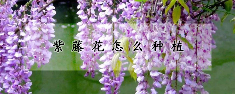 紫藤花怎麼種植