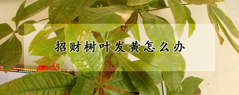 招財樹葉發黃怎麼辦