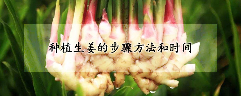 種植生薑的步驟方法和時間