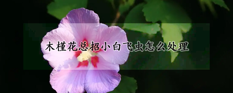 木槿花總招小白飛蟲怎麼處理