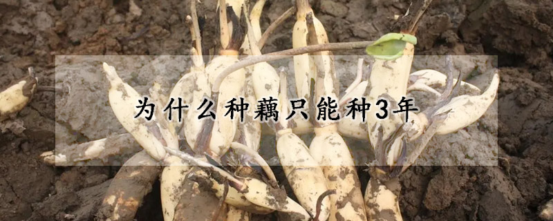 為什麼種藕隻能種3年