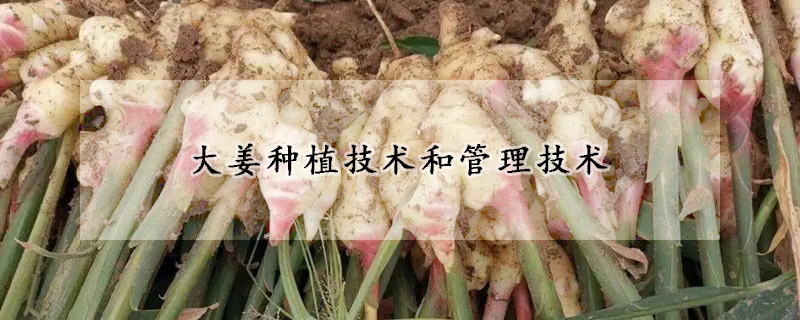 大薑種植技術和管理技術