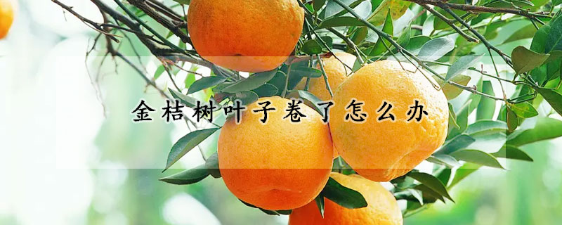 金桔樹葉子卷了怎麼辦