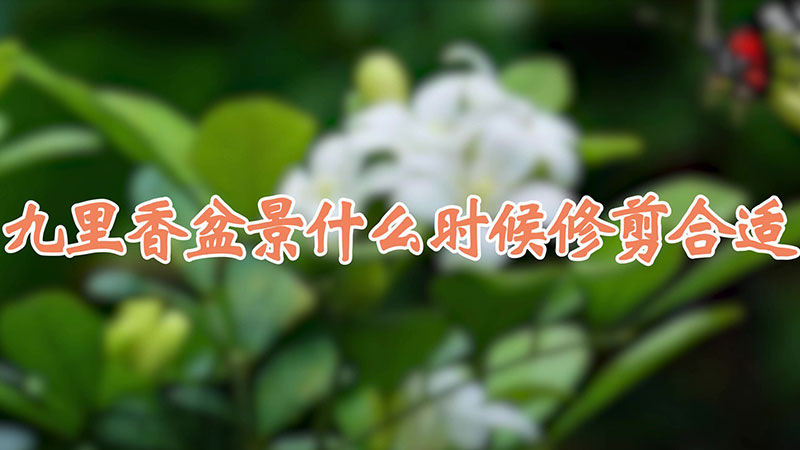 九裏香盆景什麼時候修剪合適