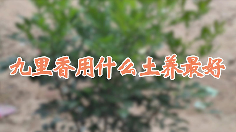 九裏香用什麼土養最好