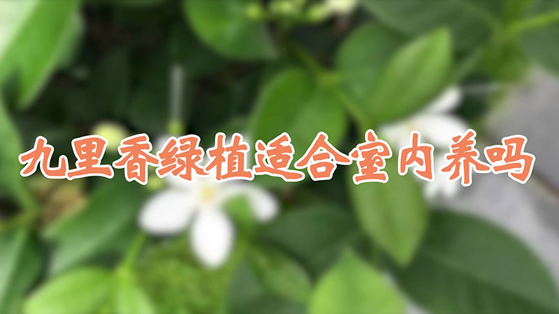 九裏香綠植適合室內養嗎