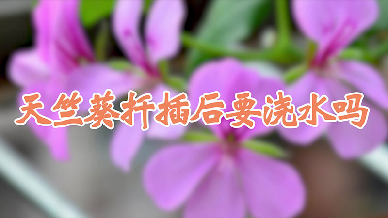 天竺葵扡插後要澆水嗎