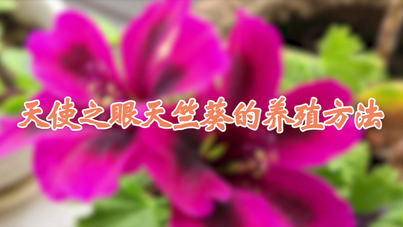 天使之眼天竺葵的養殖方法