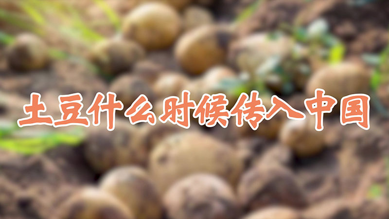 土豆什麼時候傳入中國