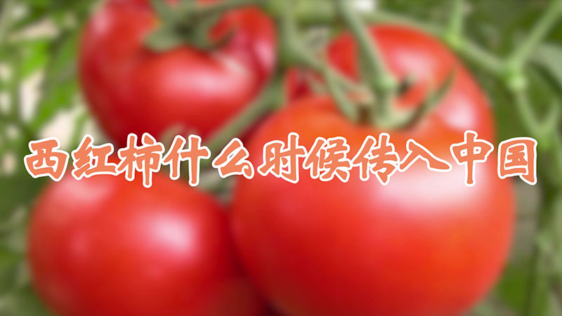 西紅柿什麼時候傳入中國