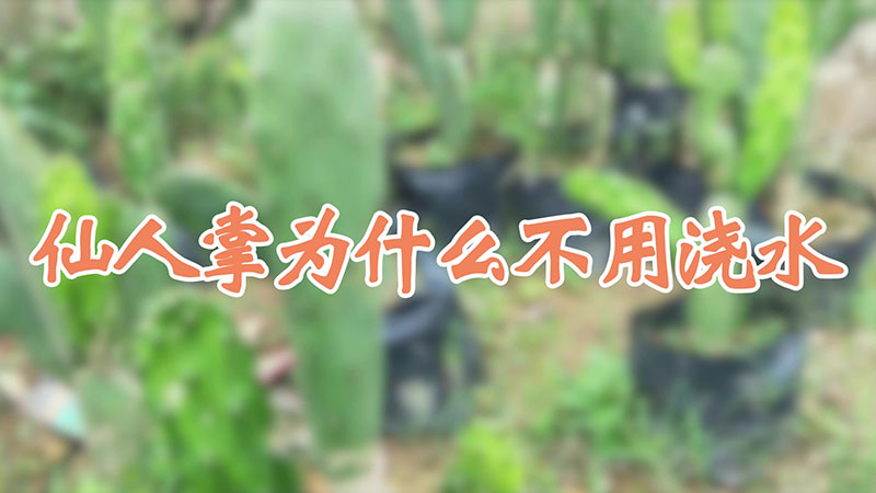 仙人掌為什麼不用澆水