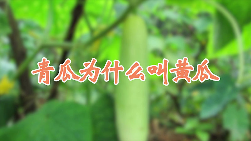 青瓜為什麼叫黃瓜
