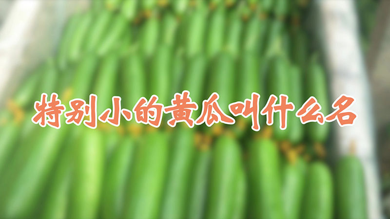 特別小的黃瓜叫什麼名