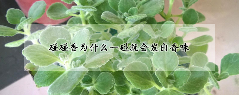 碰碰香為什麼一碰就會發出香味