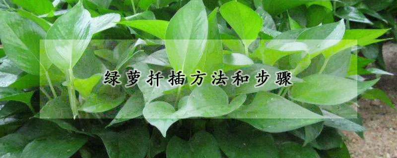 綠蘿扡插方法和步驟