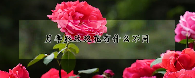 月季跟玫瑰花有什麼不同