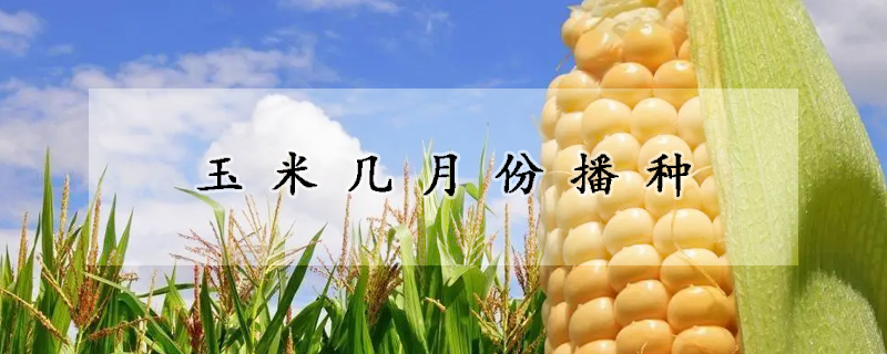 玉米幾月份播種