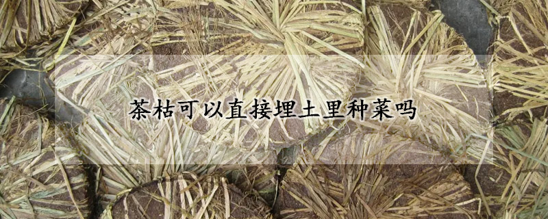 茶枯可以直接埋土裏種菜嗎