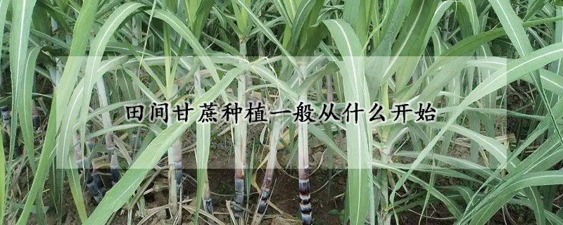 田間甘蔗種植一般從什麼開始