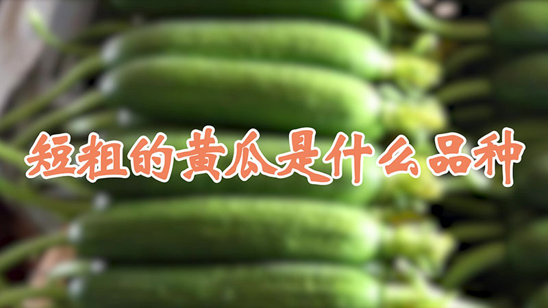 短粗的黃瓜是什麼品種