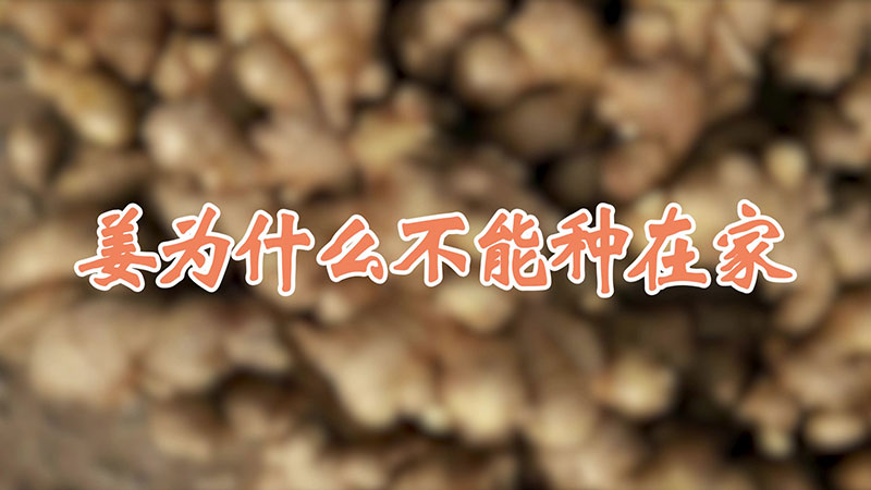薑為什麼不能種在家