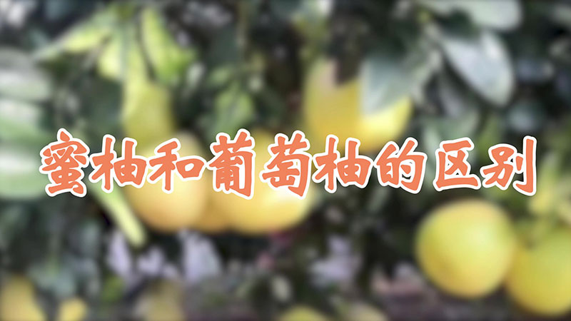 蜜柚和葡萄柚的區別