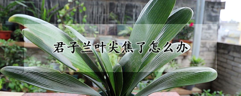 君子蘭葉尖焦了怎麼辦