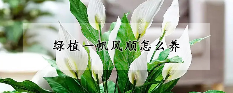 綠植一帆風順怎麼養