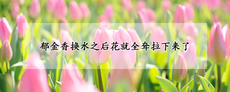 鬱金香換水之後花就全耷拉下來了