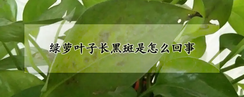 綠蘿葉子長黑斑是怎麼回事