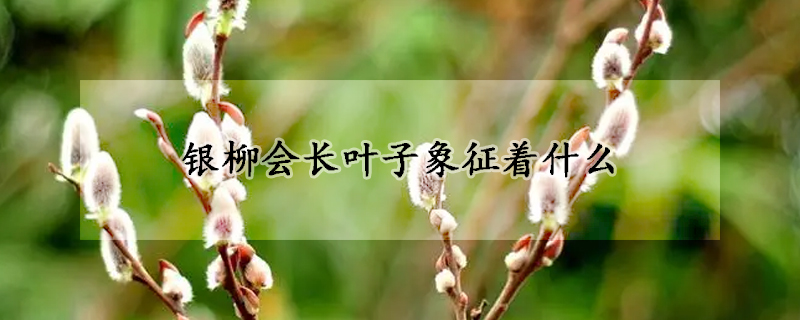 銀柳會長葉子象征著什麼
