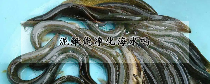 泥鰍能淨化海水嗎